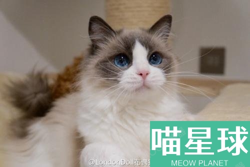 布偶貓多少錢一只 布偶貓價(jià)格一覽
