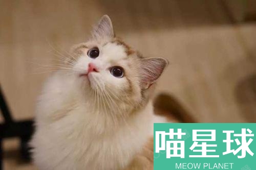 布偶貓多少錢一只 布偶貓價(jià)格一覽
