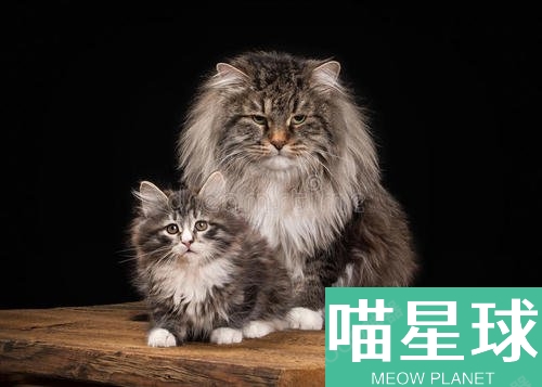 西伯利亚猫一只多少钱 西伯利亚猫价格