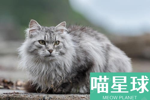 西伯利亚猫一只多少钱 西伯利亚猫价格