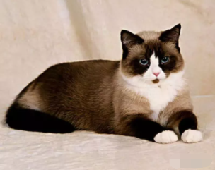 雪鞋猫是什么品种?雪鞋猫多少钱一只