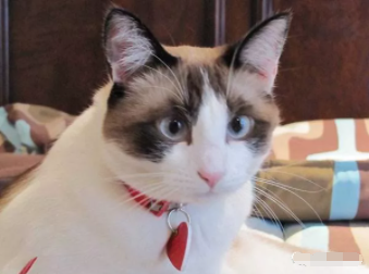 雪鞋猫是什么品种?雪鞋猫多少钱一只