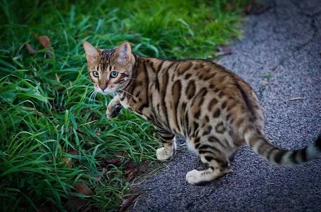 豹猫价位一般在多少,豹猫的市场价是多少