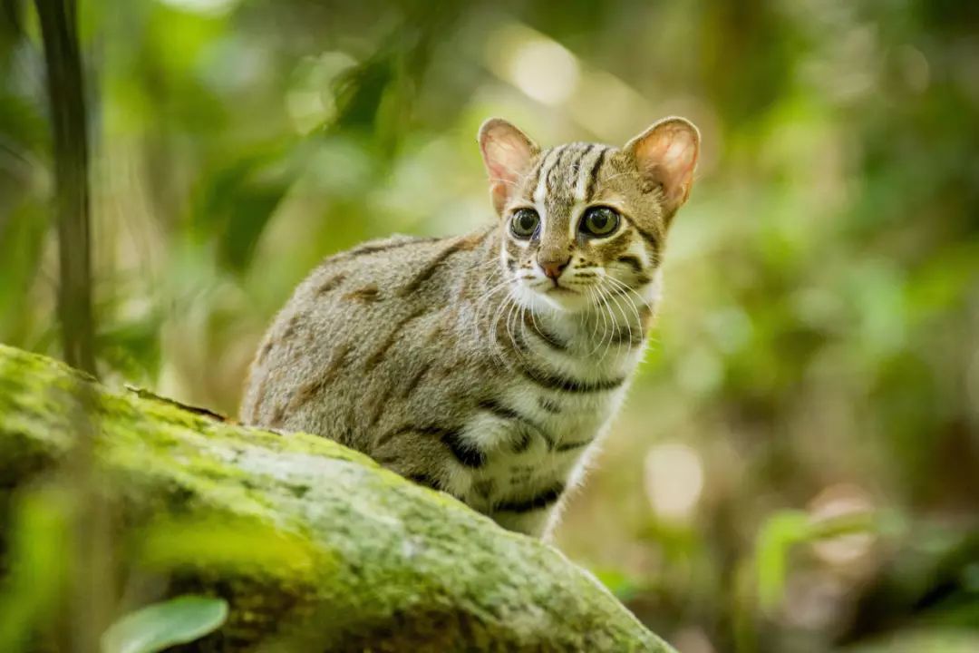 豹猫价位一般在多少,豹猫的市场价是多少