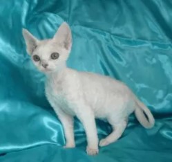 柯尼斯卷毛猫多少钱「养柯尼斯卷毛猫心得」