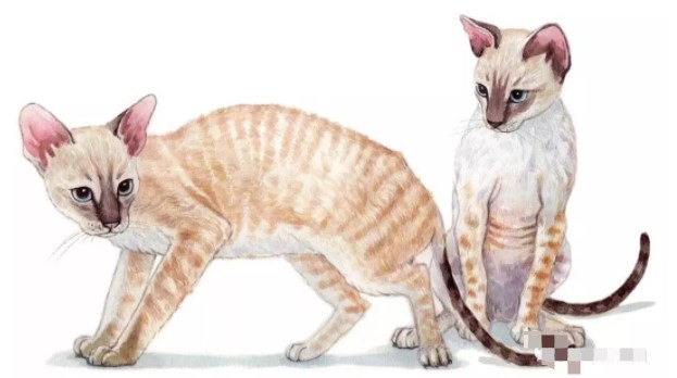 柯尼斯卷毛猫多少钱「养柯尼斯卷毛猫心得」