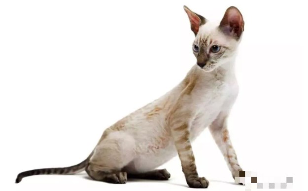 柯尼斯卷毛猫多少钱「养柯尼斯卷毛猫心得」