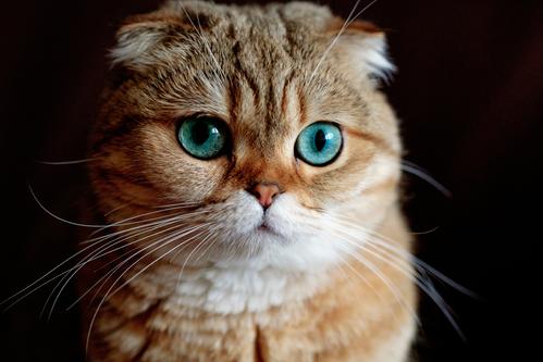 猫咪吃鲫鱼要拔刺吗 给猫做鲫鱼方法如下