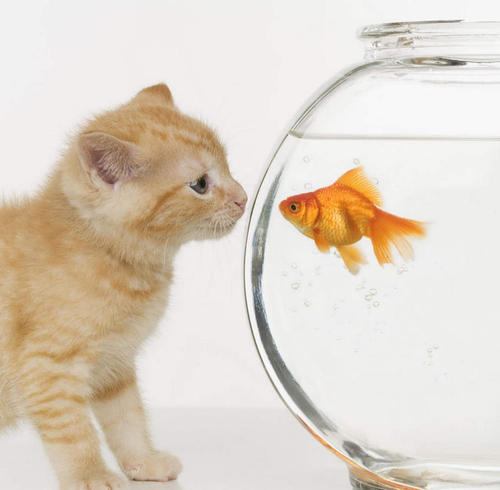 猫咪吃鲫鱼要拔刺吗 给猫做鲫鱼方法如下