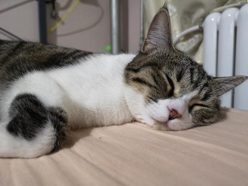 猫冻干多久吃一次 冻干肉骗局