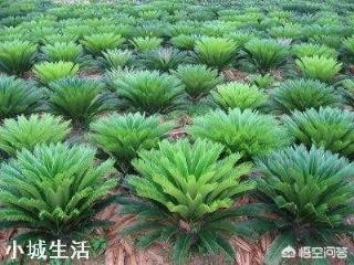 铁树浇什么肥料最好？