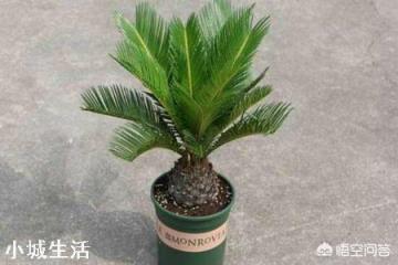 铁树浇什么肥料最好？