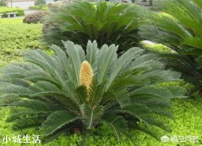 铁树浇什么肥料最好？