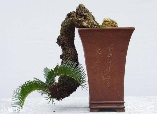 铁树浇什么肥料最好？
