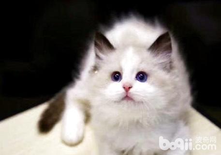 仙女猫是什么猫？布偶猫养殖