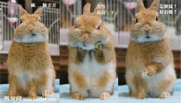 超萌兔兔睡觉醒来脸歪了自己用短手捧捧脸