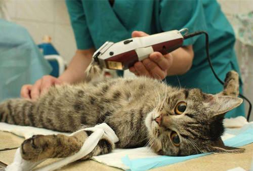 猫知道自己被绝育了吗 公猫绝育的利与弊