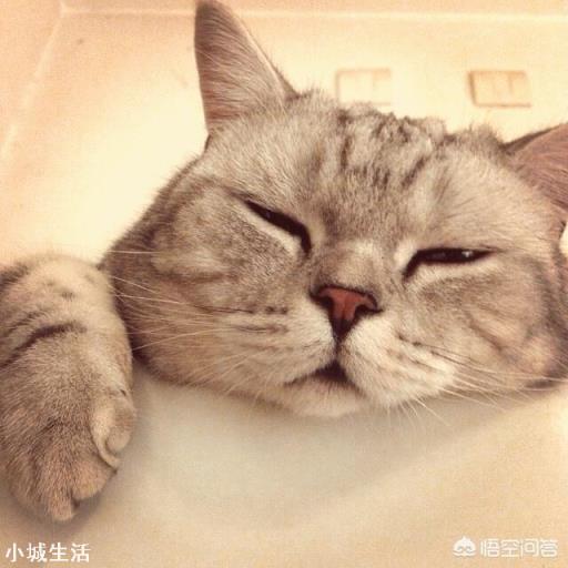 東北腔比較容易感染人還是臺灣腔容易感染人？