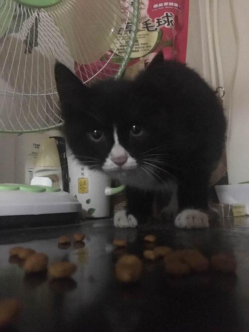 小奶貓長牙齒了可以喂貓糧嗎 養一兩天的小奶貓