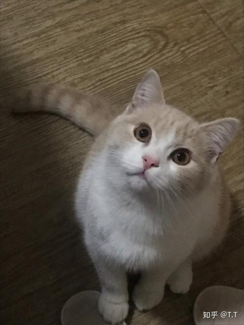 小奶貓長牙齒了可以喂貓糧嗎 養一兩天的小奶貓