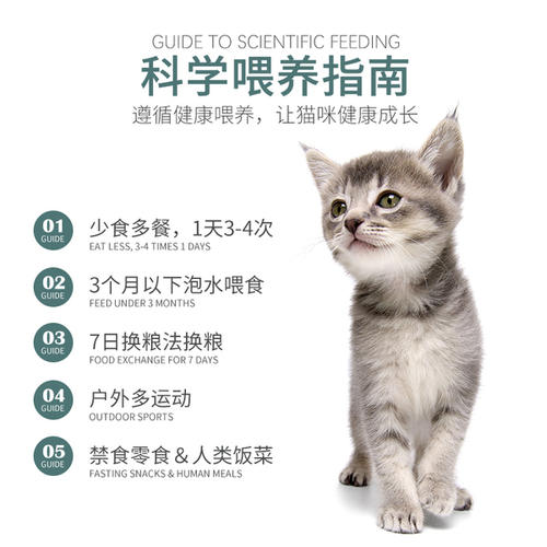 奶貓怎么過渡到貓糧 怎么引導幼貓吃東西