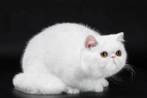 真实咖啡猫图片 灰色咖啡猫图片