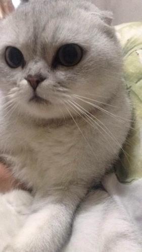 真实咖啡猫图片 灰色咖啡猫图片