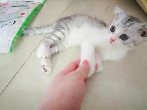 如何引導小奶貓吃貓糧 如何引導小貓吃貓糧