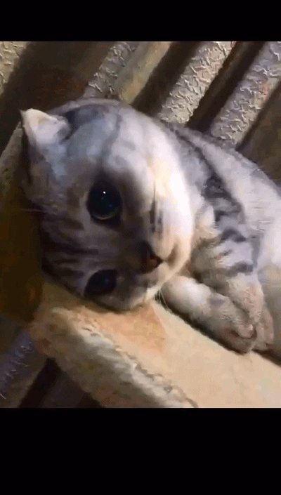 貓睡覺卷成一團的原因 小貓養多久才認主人