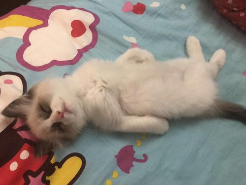 貓睡覺卷成一團的原因 小貓養多久才認主人