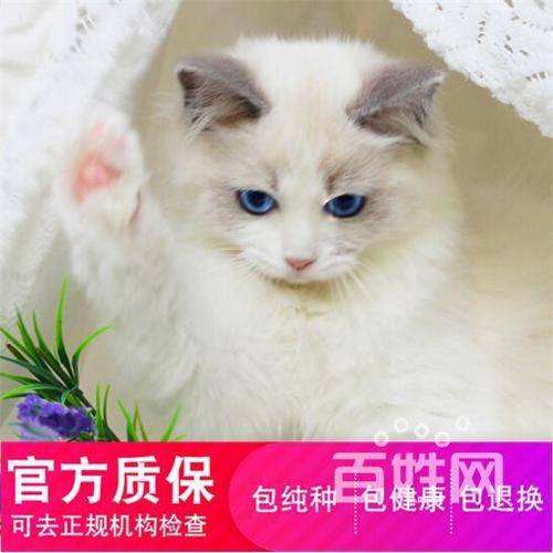 開貓舍怎么入行 開個小型貓舍要多少錢