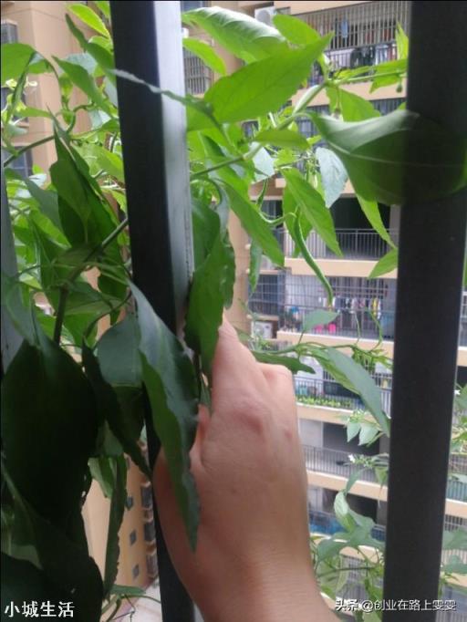 有没有什么菜天天吃不腻，材料又普通？