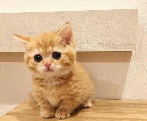 3到4个月猫吃什么 6种方法训练幼猫