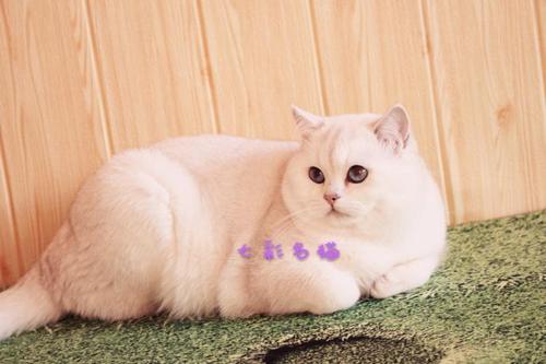 3到4个月猫吃什么 6种方法训练幼猫