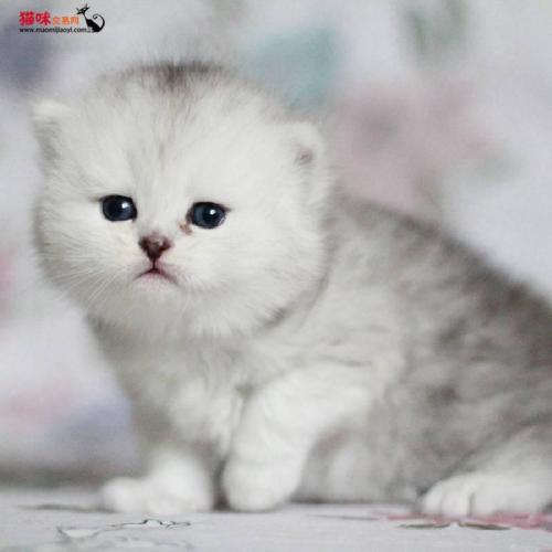 五六個月的小貓吃什么 六個月的小貓吃什么