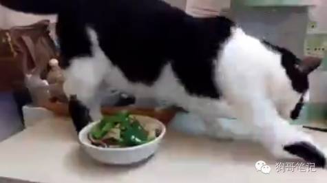 如何自己在家做幼猫猫粮 1至4个月幼猫自制猫粮