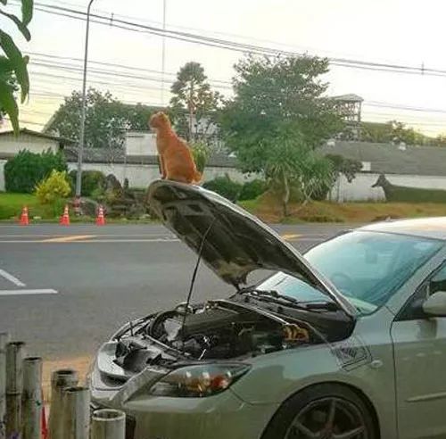 网友车子坏了，停在路边修理，没一会就被一只橘猫霸占了