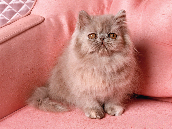 女子收养了一只流浪的橘猫, 猫咪到家的第一天, 干了件大事