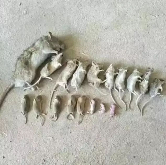 女子收养了一只流浪的橘猫, 猫咪到家的第一天, 干了件大事