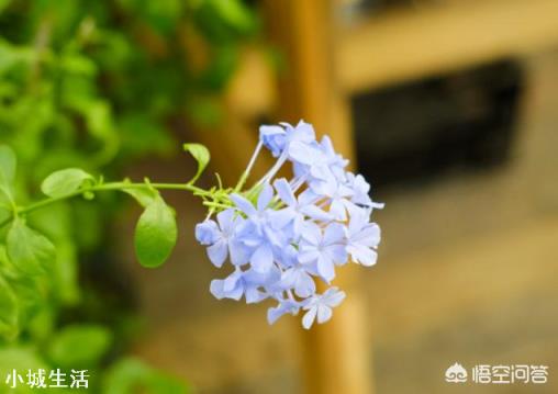 如何种植蓝雪花?