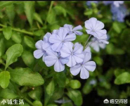 如何种植蓝雪花?