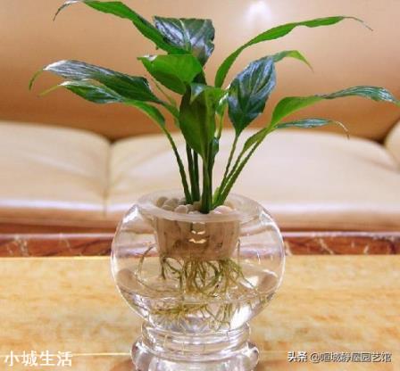 水培植物最好用白开水,还是晒过的自来水?