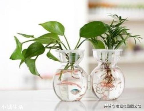 水培植物最好用白开水,还是晒过的自来水?