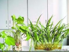 水培植物最好用白开水,还是晒过的自来水?