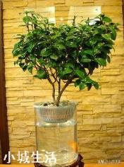 水培植物最好用白开水,还是晒过的自来水?