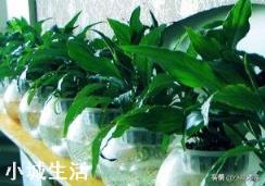 水培植物最好用白开水,还是晒过的自来水?