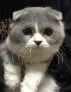 打完妙三多猫咪没精神不爱动 妙三多打后有什么副作用