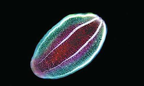 长相如外星生物 地球上最早的生物栉水母