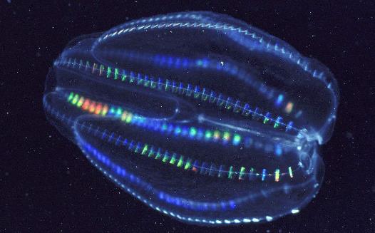 长相如外星生物 地球上最早的生物栉水母