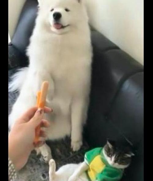 母猫第一胎成活率 猫崽多少天过危险期